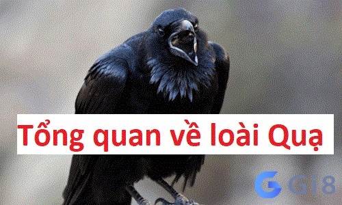 Tổng quan chi tiết về loài chim Quạ Tổng quan chi tiết về loài chim Quạ