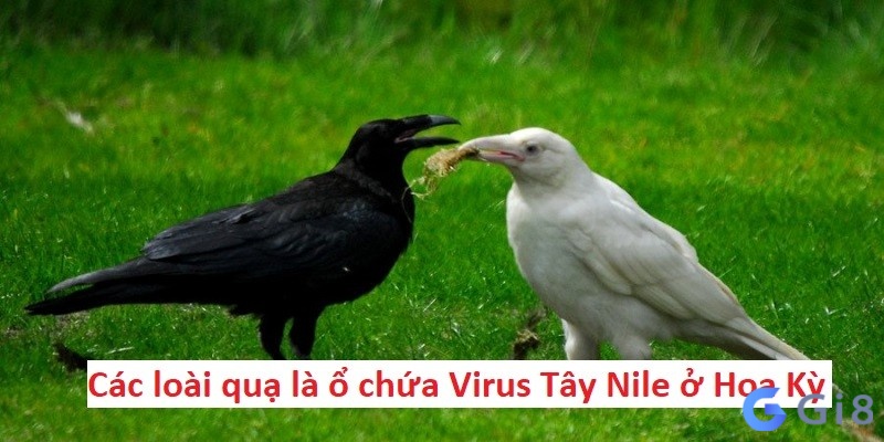 Các loài quạ là ổ chứa Virus Tây Nile ở Hoa Kỳ Các loài quạ là ổ chứa Virus Tây Nile ở Hoa Kỳ