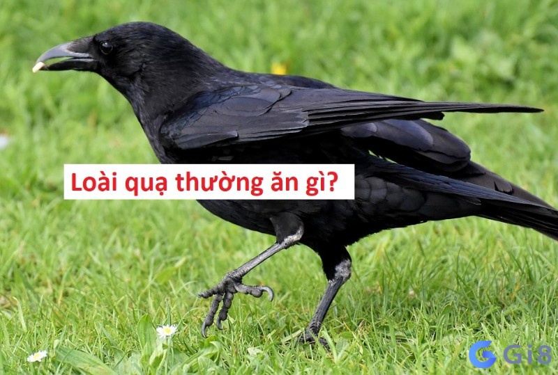 Quạ ăn gì? Con Quạ thông thường sẽ ăn các loại ngũ cốc Quạ ăn gì? Con Quạ thông thường sẽ ăn các loại ngũ cốc