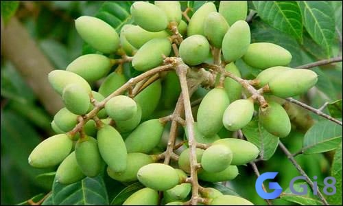 Phương pháp tính xổ số hình quả trám được nhiều người chơi tin tưởng Phương pháp tính xổ số hình quả trám được nhiều người chơi tin tưởng