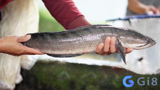 Nằm mơ thấy bắt được cá chứa đựng nhiều điềm báo tâm linh Nằm mơ thấy bắt được cá chứa đựng nhiều điềm báo tâm linh