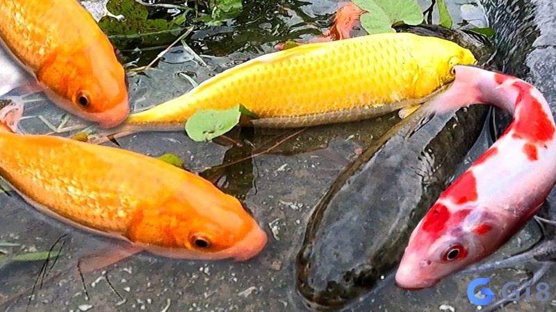 Mơ thấy bắt cá vàng hứa hẹn cuộc sống của bạn sẽ rất bình yên Mơ thấy bắt cá vàng hứa hẹn cuộc sống của bạn sẽ rất bình yên