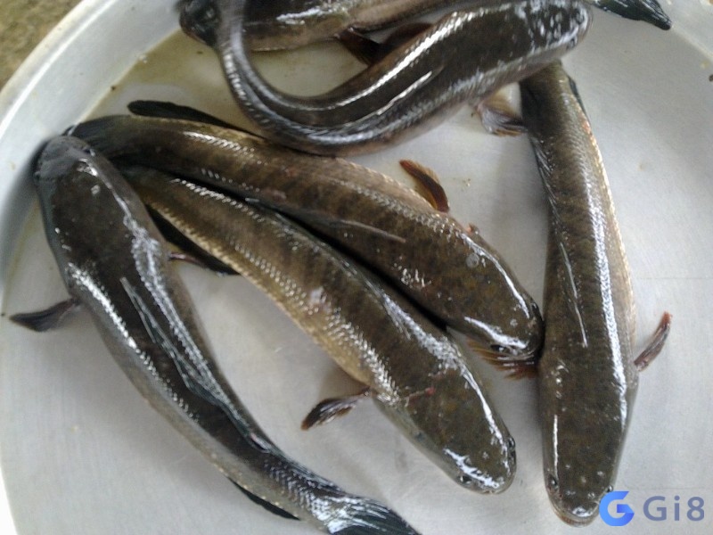 Giải đáp thắc mắc chiêm bao thấy bắt cá lóc đánh số nào Giải đáp thắc mắc chiêm bao thấy bắt cá lóc đánh số nào