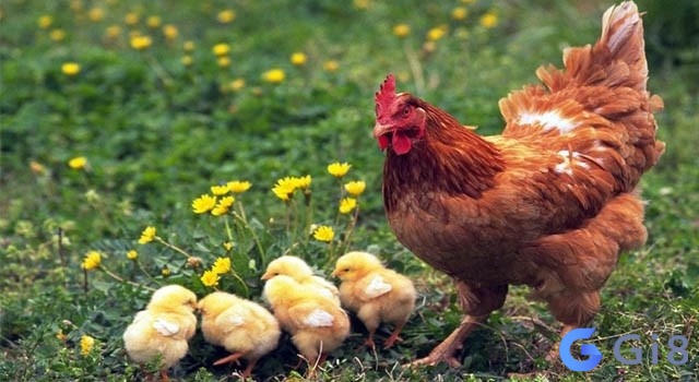 Mơ thấy con gà mái cho thấy tài chính của bạn rất ổn Mơ thấy con gà mái cho thấy tài chính của bạn rất ổn