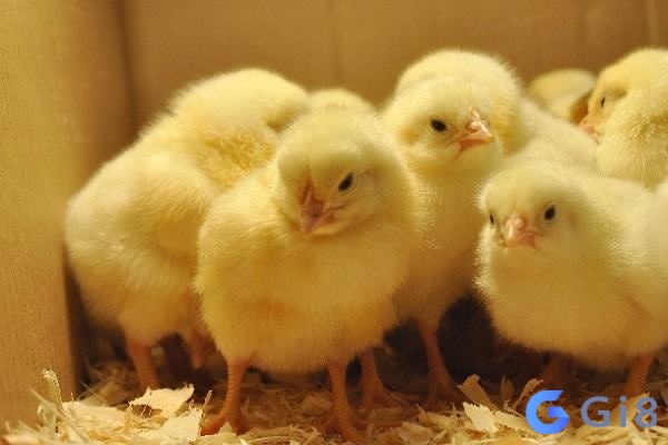 Mơ thấy chú gà con thể hiện bạn là người thật thà, đáng quý Mơ thấy chú gà con thể hiện bạn là người thật thà, đáng quý