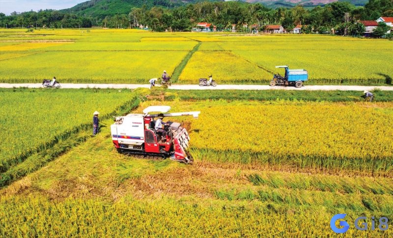 Giải nghĩa giấc mơ lúa chín dưới nắng vàng Giải nghĩa giấc mơ lúa chín dưới nắng vàng