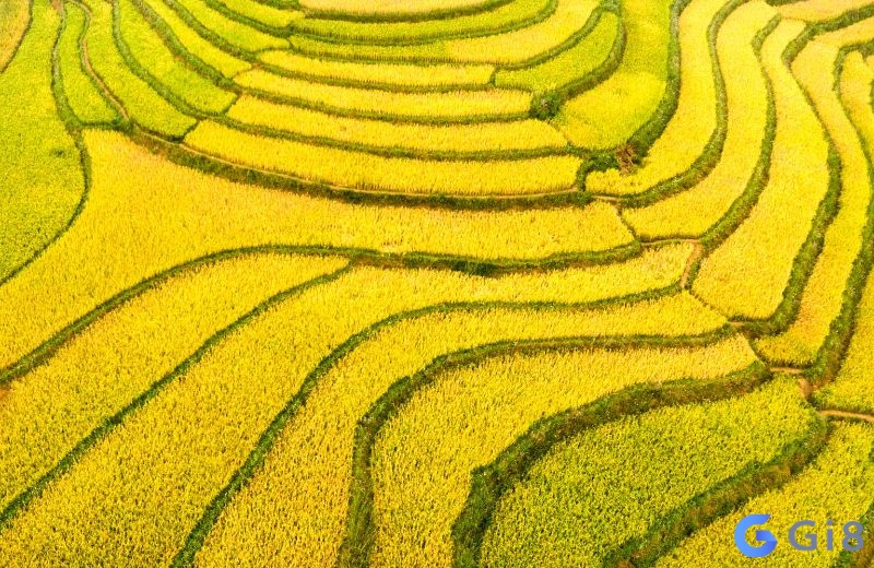 Tìm hiểu chung về hiện tượng chiêm bao thấy lúa chín Tìm hiểu chung về hiện tượng chiêm bao thấy lúa chín