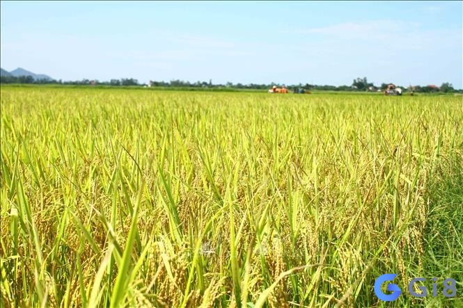 Giải đáp số đẹp khi nằm mơ thấy lúa chín Giải đáp số đẹp khi nằm mơ thấy lúa chín