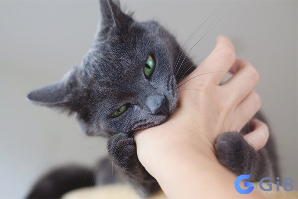 Nằm chiêm bao thấy mình bị mèo cái cắn liên quan đến tình cảm Nằm chiêm bao thấy mình bị mèo cái cắn liên quan đến tình cảm