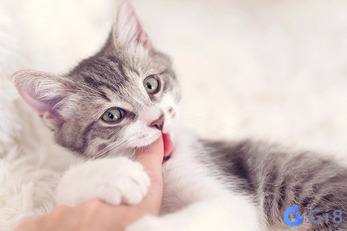 Đừng nên quá lo lắng khi mơ thấy bị mèo cắn Đừng nên quá lo lắng khi mơ thấy bị mèo cắn