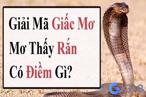Chiêm bao thấy rắn đuổi là điềm gì? Chiêm bao thấy rắn đuổi là điềm gì?