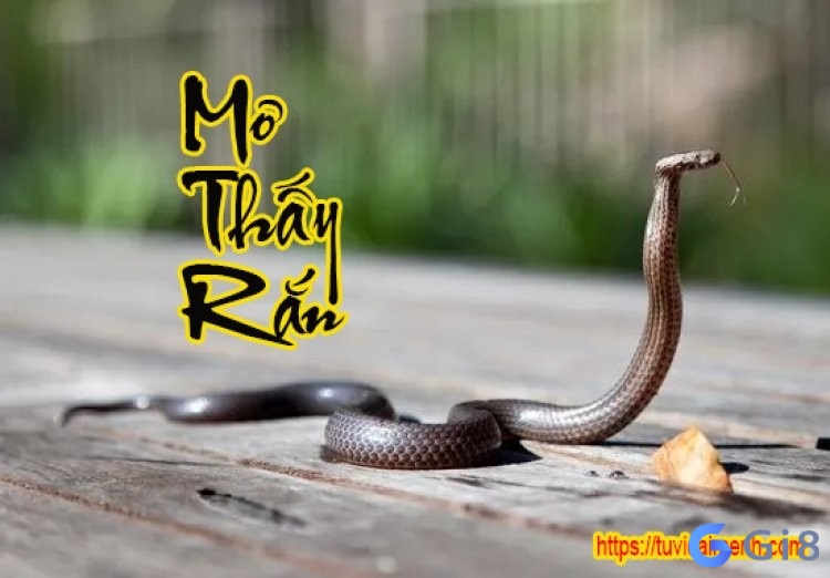 Chiêm bao thấy rắn đuổi mình quyết liệt Chiêm bao thấy rắn đuổi mình quyết liệt