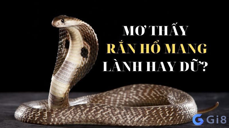 Chiêm bao thấy rắn hổ mang rượt đuổi mình Chiêm bao thấy rắn hổ mang rượt đuổi mình