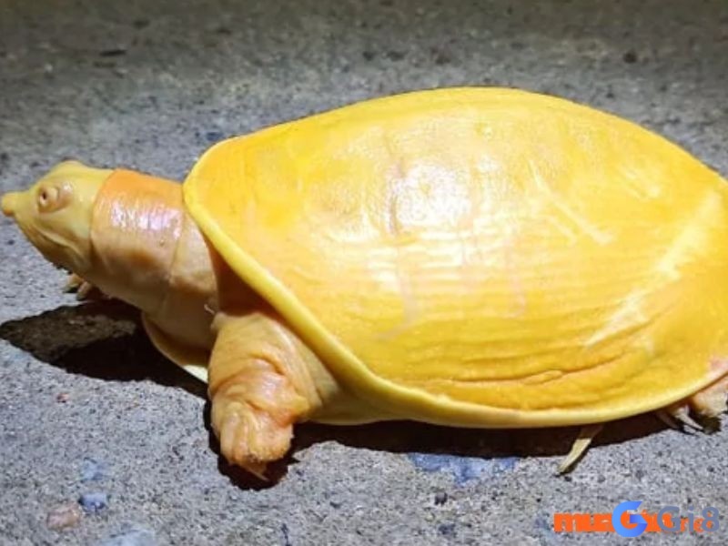 Mơ thấy rùa vàng bò vào nhà Mơ thấy rùa vàng bò vào nhà