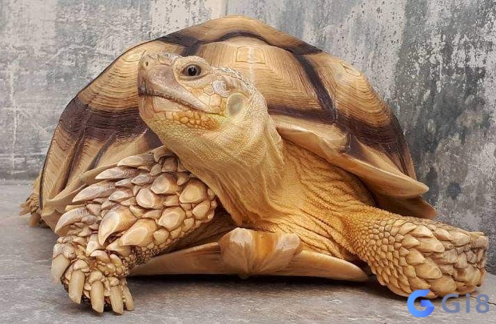 Mơ thấy rùa vàng nên đánh con gì hợp lý? Mơ thấy rùa vàng nên đánh con gì hợp lý?