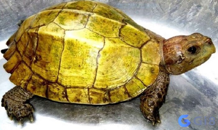 Ý nghĩa khi chiêm bao thấy rùa vàng Ý nghĩa khi chiêm bao thấy rùa vàng