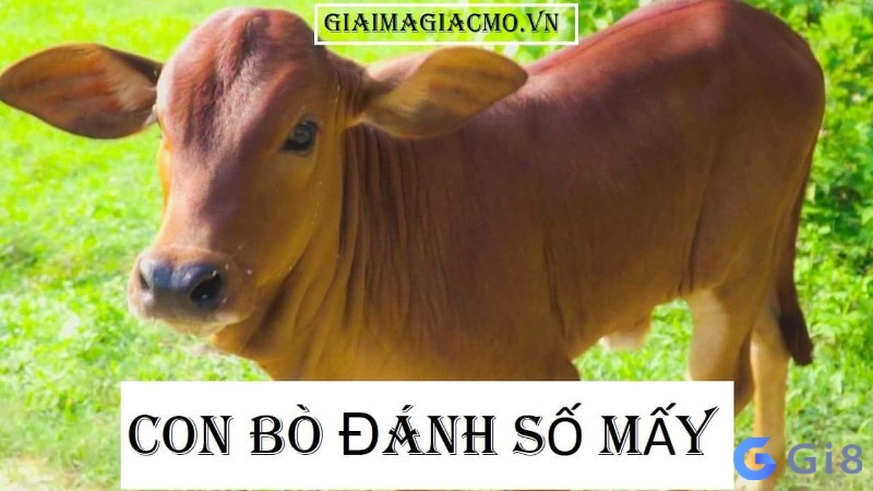 Mơ thấy đàn bò đánh số gì cho chuẩn xác? Mơ thấy đàn bò đánh số gì cho chuẩn xác?