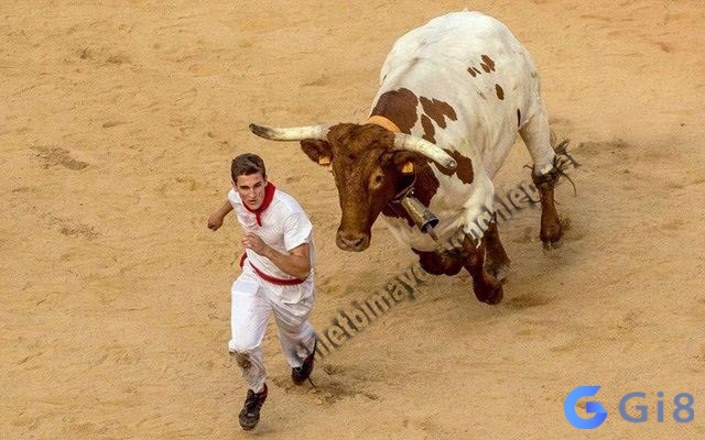 Giấc mơ thấy bị đàn bò rượt đuổi Giấc mơ thấy bị đàn bò rượt đuổi