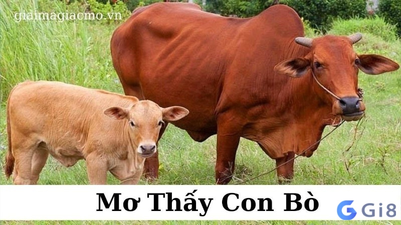 Ý nghĩa giấc mơ thấy bò báo hiệu điềm báo gì? Ý nghĩa giấc mơ thấy bò báo hiệu điềm báo gì?