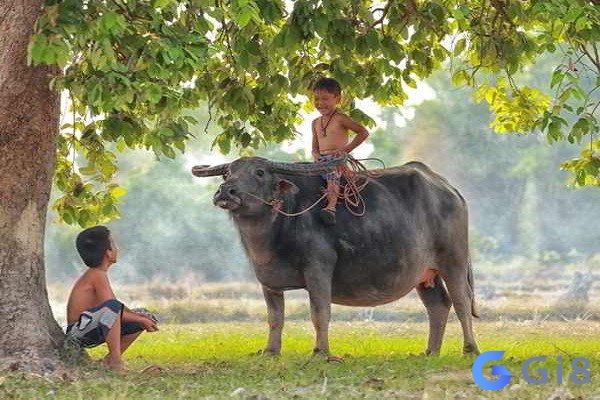 Nằm mơ thấy mình đang cưỡi trâu Nằm mơ thấy mình đang cưỡi trâu