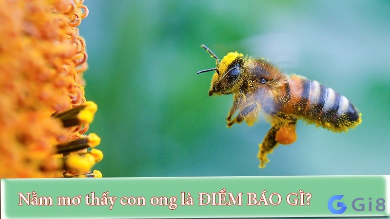 Giải mã điềm báo giấc mơ thấy ong Giải mã điềm báo giấc mơ thấy ong