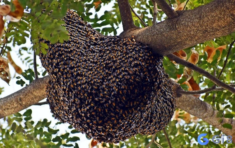 Mơ thấy ong vàng đang làm tổ trong nhà: 18 và 96 Mơ thấy ong vàng đang làm tổ trong nhà: 18 và 96