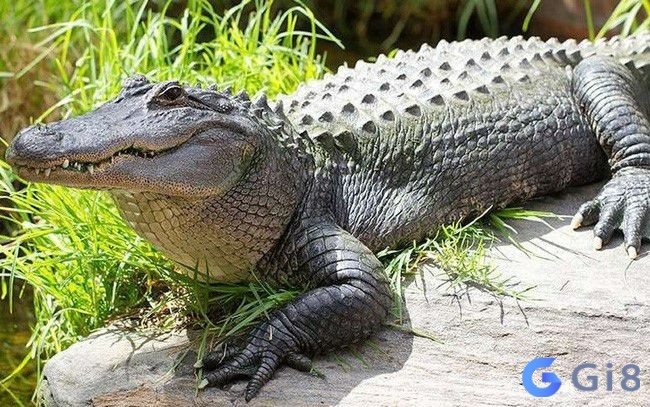 Cá sấu trong tâm linh người Việt có ý nghĩa đặc biệt, vậy nằm mơ thấy cá sấu đánh con gì? Cá sấu trong tâm linh người Việt có ý nghĩa đặc biệt, vậy nằm mơ thấy cá sấu đánh con gì?
