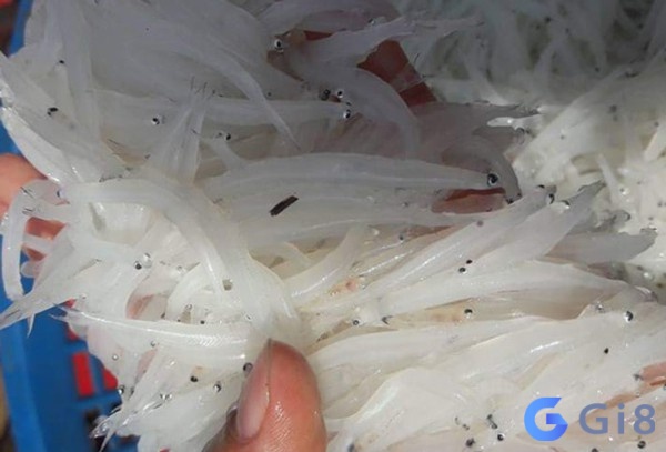 Mua cá trắng trong mơ là điềm báo về công ăn việc làm Mua cá trắng trong mơ là điềm báo về công ăn việc làm