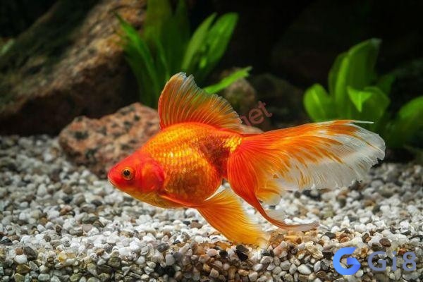 Nằm chiêm bao thấy cá vàng đang bơi dưới nước rất may mắn Nằm chiêm bao thấy cá vàng đang bơi dưới nước rất may mắn