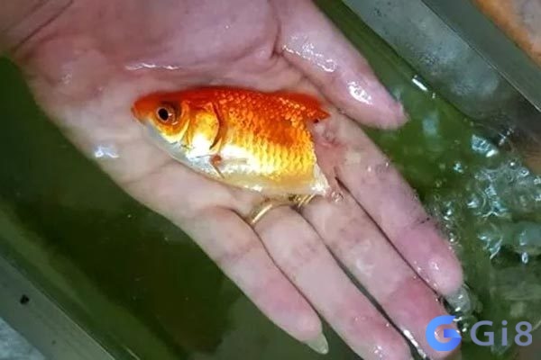 Nằm mơ thấy cá vàng chết hãy cẩn thận, vận xui sẽ đeo bám bạn Nằm mơ thấy cá vàng chết hãy cẩn thận, vận xui sẽ đeo bám bạn