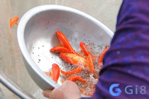 Nằm mơ thấy mình bán cá vàng là điềm báo xấu trong tương lai Nằm mơ thấy mình bán cá vàng là điềm báo xấu trong tương lai