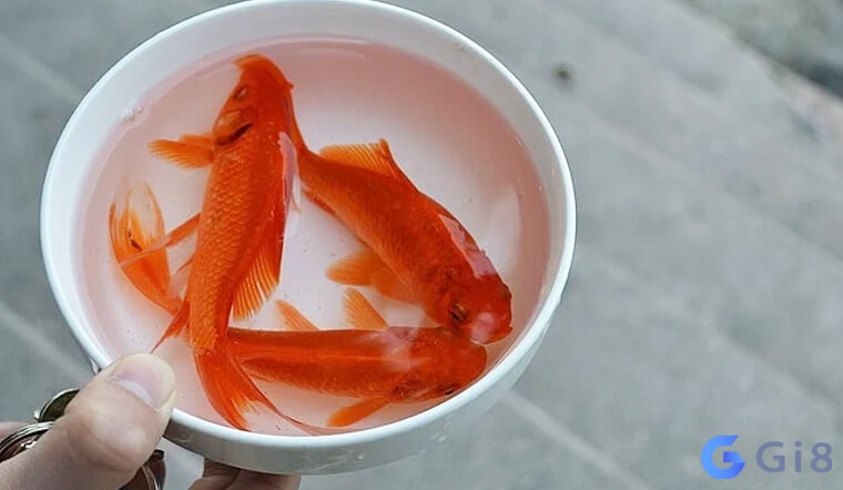 Chiêm bao thấy cá vàng là giấc mơ không mấy xa lạ Chiêm bao thấy cá vàng là giấc mơ không mấy xa lạ