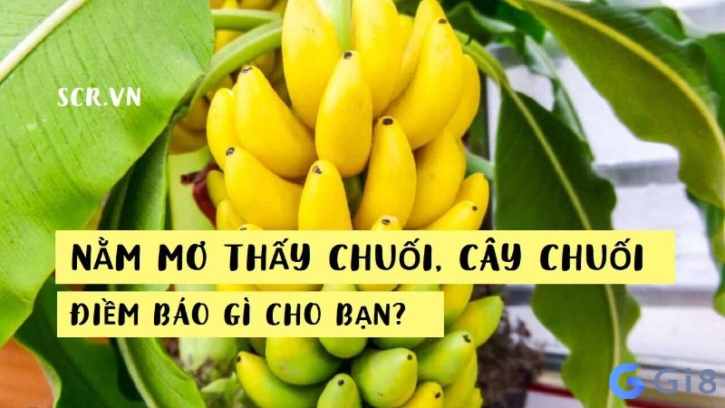 Chiêm bao thấy chuối chín mang lại những điềm báo gì? Chiêm bao thấy chuối chín mang lại những điềm báo gì?