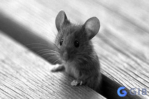 Đánh đề con gì khi mơ thấy chuột? Đánh đề con gì khi mơ thấy chuột?