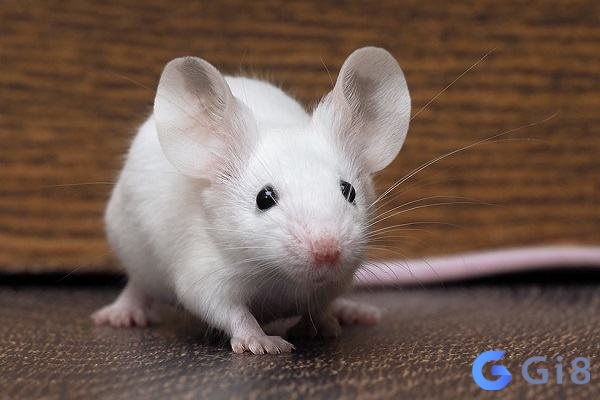 Mơ thấy chuột là may mắn hay xui xẻo Mơ thấy chuột là may mắn hay xui xẻo