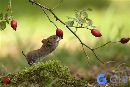 Những điềm báo tốt khi mơ thấy chuột Những điềm báo tốt khi mơ thấy chuột