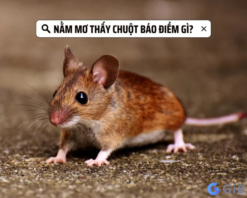 Giãi mã giấc mơ khi chiêm bao thấy chuột Giãi mã giấc mơ khi nằm chiêm bao thấy chuột