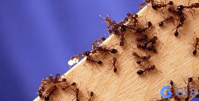 Giấc mơ thấy kiến bò lên bàn ăn là điềm báo tốt lành cho gia đình bạn Giấc mơ thấy kiến bò lên bàn ăn là điềm báo tốt lành cho gia đình bạn