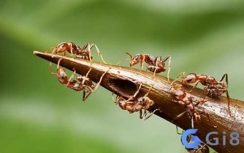 Giấc mơ thấy kiến chứa đựng nhiều điềm báo Giấc mơ thấy kiến chứa đựng nhiều điềm báo