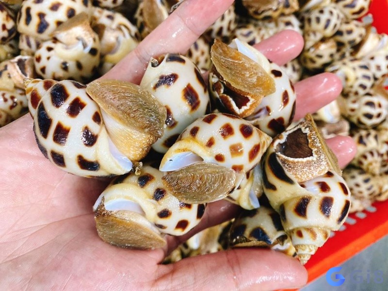 Đừng ngần ngại thử vận may với giấc mơ thấy ốc Đừng ngần ngại thử vận may với giấc mơ thấy ốc