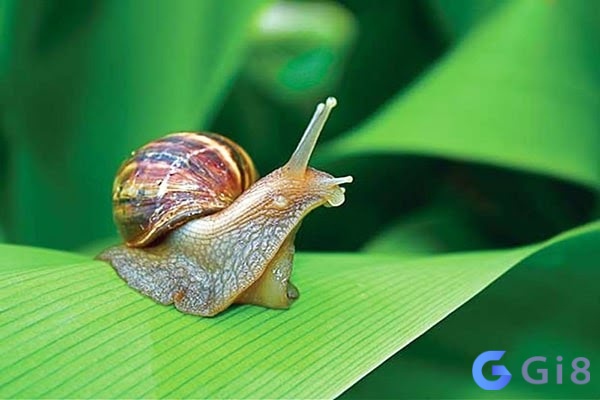 Chiêm bao thấy ốc là giấc mơ khiến nhiều người băn khoăn Chiêm bao thấy ốc là giấc mơ khiến nhiều người băn khoăn