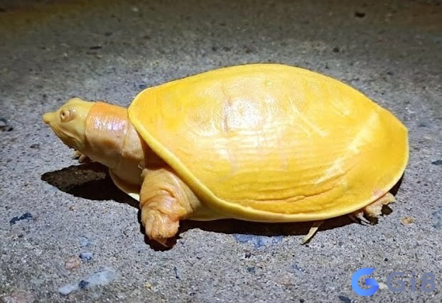 Ngủ thấy rùa vàng rất may mắn Ngủ thấy rùa vàng rất may mắn