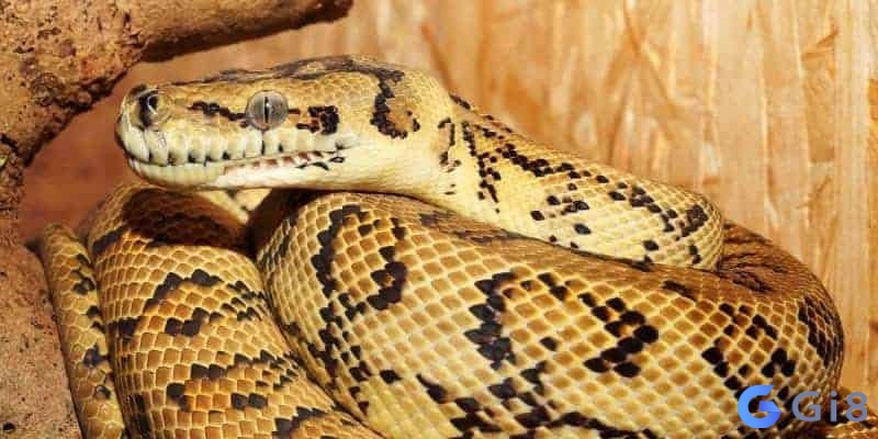 Mơ thấy trăn đem lại nhiều con số may mắn Mơ thấy trăn đem lại nhiều con số may mắn