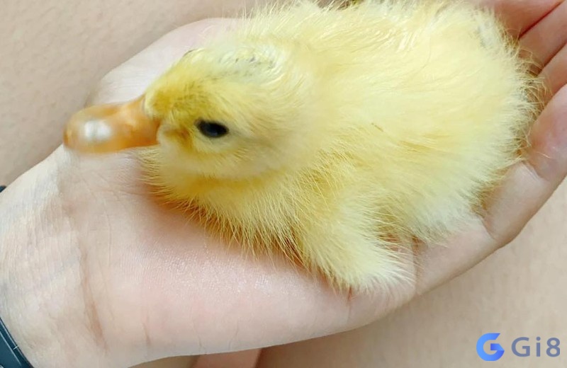 Chiêm bao thấy trứng vịt nở Chiêm bao thấy trứng vịt nở
