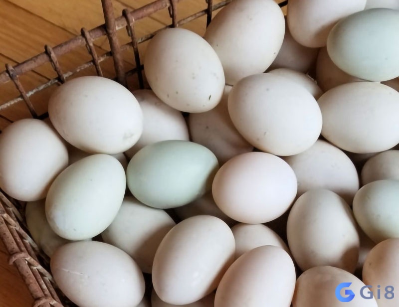 Tìm hiểu chung về hiện tượng chiêm bao thấy trứng vịt Tìm hiểu chung về hiện tượng chiêm bao thấy trứng vịt