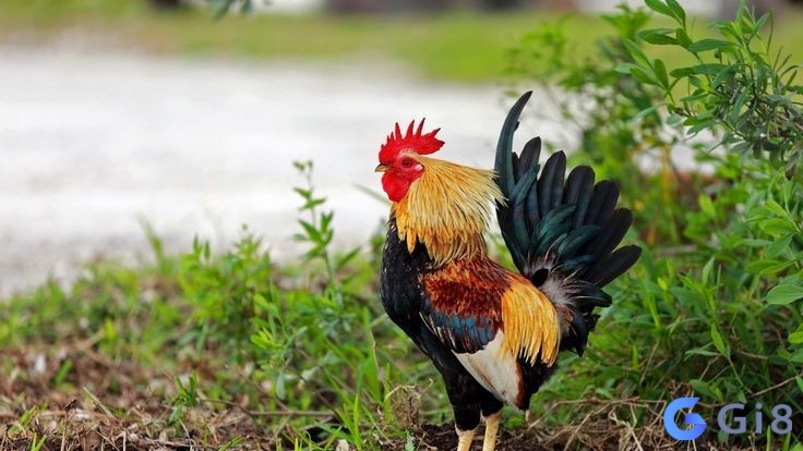 Ngủ mơ thấy gà trống đá gà mái cho thấy gia đình sắp đón thành viên mới, mang lại sự sung túc Ngủ mơ thấy gà trống đá gà mái cho thấy gia đình sắp đón thành viên mới, mang lại sự sung túc