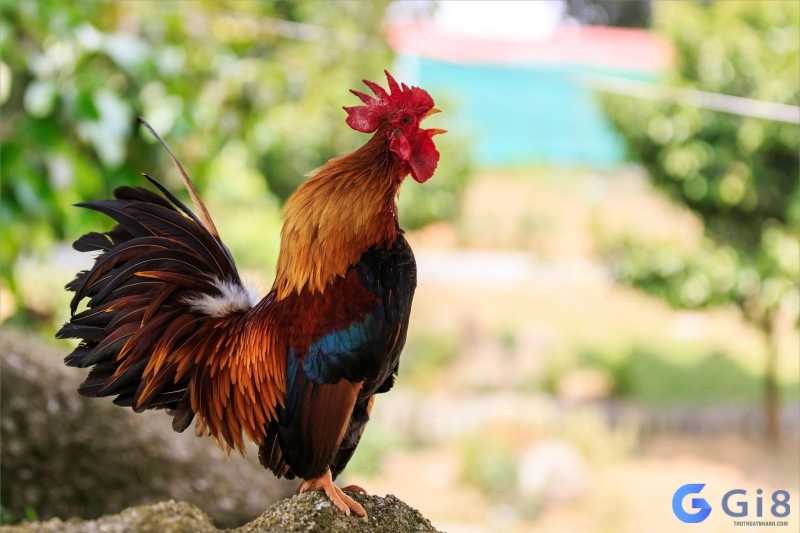 Chiêm bao thấy gà trống gáy vào buổi sáng cho thấy những bước tiến trong công việc và tiền tài Chiêm bao thấy gà trống gáy vào buổi sáng cho thấy những bước tiến trong công việc và tiền tài