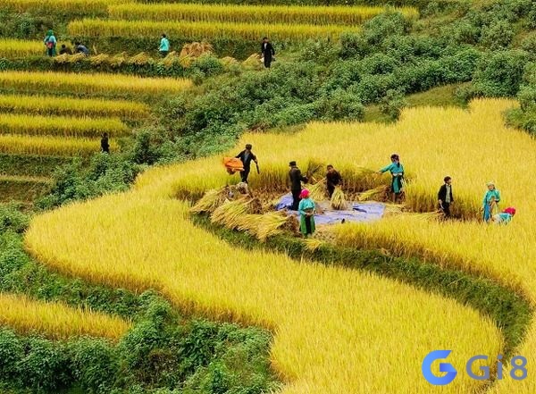 Nằm mơ thấy lúa chín đánh con gì được nhiều anh em quan tâm Nằm mơ thấy lúa chín đánh con gì được nhiều anh em quan tâm