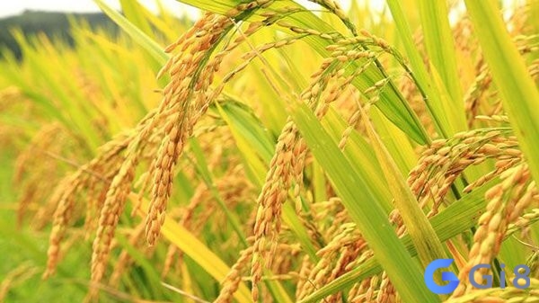 Ruộng lúa là hình ảnh rất thân quen Ruộng lúa là hình ảnh rất thân quen
