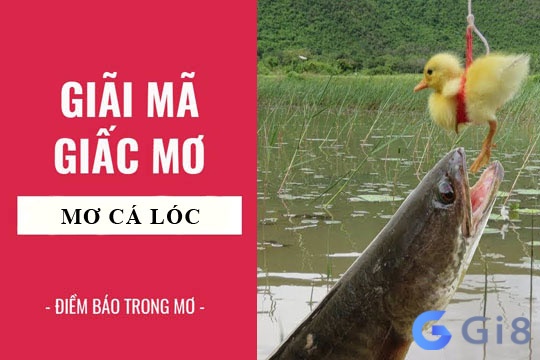 Giãi mã giấc mơ khi nằm chiêm bao thấy cá lóc Giãi mã giấc mơ khi nằm chiêm bao thấy cá lóc